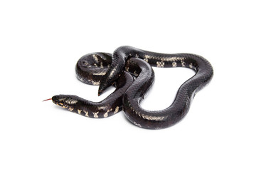 Red-tailed pipe snake not harmful to people. isolated on white background.