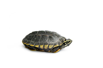 Fototapeta premium Baby Snail-eating turtles are taking refuge and poke head out of armature. isolated on white background.