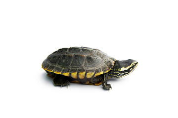 Baby Snail-eating turtles are walking. isolated on white background.