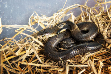 Baby Siamese cobra (Naja kaouthia) is venomous dangerous serious snake and a species widespread across South and Southeast Asia in hiding in the straw in the rainy season.