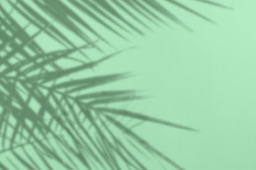 Gray shadow of natural palm leaves on a trendy neo mint colored concrete textured wall with...