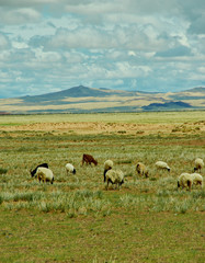 Fototapeta premium Mongolian pastures in the area Zavkhan Rive
