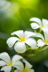 Nature of flower in garden using as cover page background natural flora wallpaper or template brochure landing page design