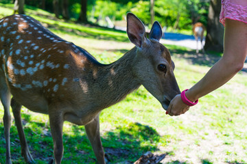 Deer eats from the hand of a woman in a zoo