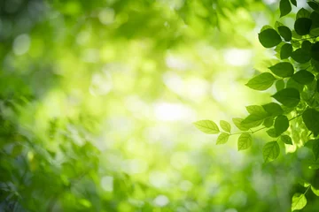Natur des grünen Blattes im Garten im Sommer. Natürliche grüne Blätter Pflanzen, die als Frühlingshintergrund-Deckblatt-Grün-Umwelt-Ökologie-Tapete verwendet werden © Fahkamram
