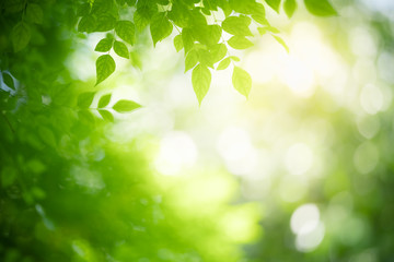 Nature of green leaf in garden at summer. Natural green leaves plants using as spring background cover page greenery environment ecology wallpaper