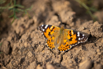 Closeup of beautiful butterfly Vanessa cardui resting on the ground.