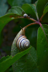 snail on a leaf