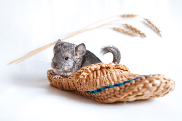Pet, chinchilla kid in slipper on isolated white background. Wheat spikelets in the background