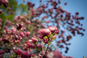 Flowers of pink magnolia. Magnolia tree blossom