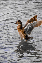 female mallard duck