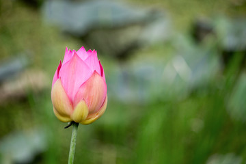 Pink lotus flowers are blooming