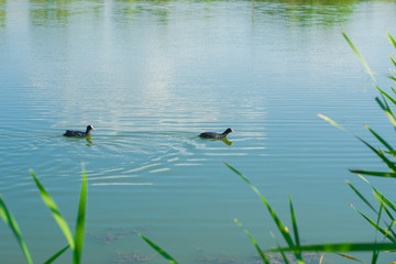 Lake with reeds. Pond with ducks. Summer sunny day
