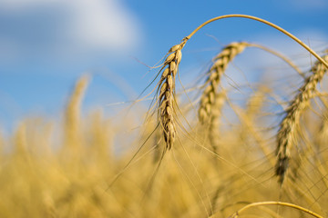 Wheat in the field. Sunny day. A bountiful harvest