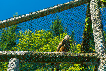 Eagle in a birdhouse in a zoo
