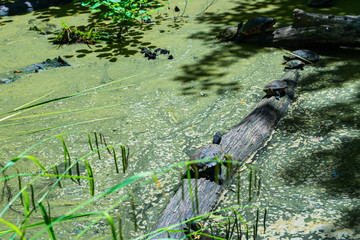 Turtles lie on a log in a pond to sun themselves