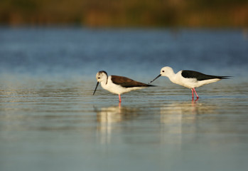 Black winged stilt pair on lake in Portugal