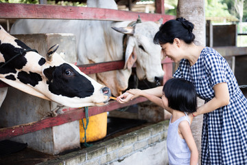 Asian Little Chinese Girl and mother feeding a cow with Carrot