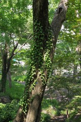 ツル性植物に巻きつかれている樹木