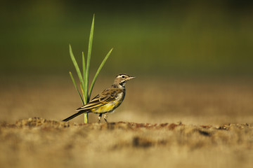 Yellow wagtail on dry mud of lake