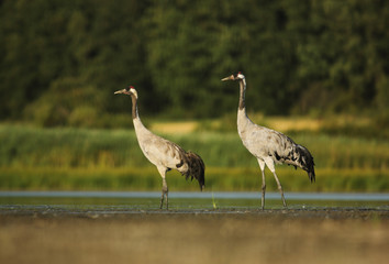 Obraz na płótnie Canvas Common crane pair on lake