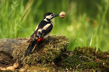 Great spotted woodpecker with walnut on the garden