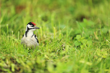 Great spotted woodpecker in grass on the garden