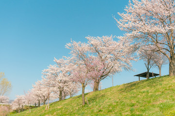 Fototapeta na wymiar Beautiful cherry blossom or sakura in spring time ,Japan.