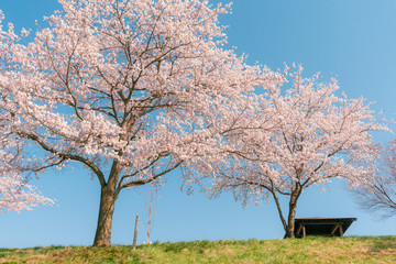 Beautiful cherry blossom or sakura in spring time ,Japan.