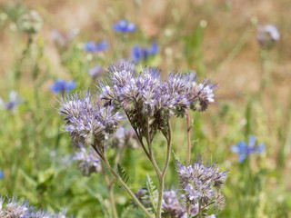 Phacelia tanacetifolia | Crosses florales bleu-lavande de phacélie à feuilles de tanaisie