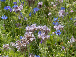 Phacélies à feuilles de tanaisie | Phacelia tanacetifolia