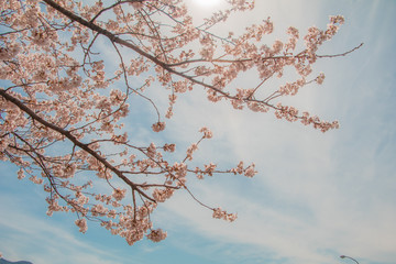 Beautiful cherry blossom or sakura in spring time with blue sky  background in Japan.