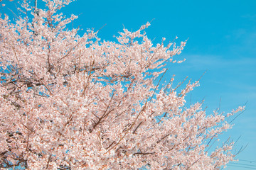 Beautiful cherry blossom or sakura in spring time with blue sky  background in Japan.