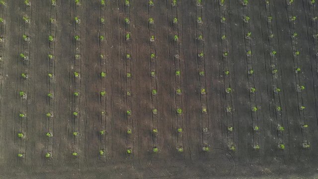 Aerial view on rows on young hazel trees in garden