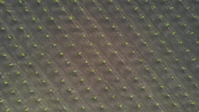 Rows of hazel trees from drone