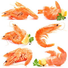 Fresh shrimps on white background