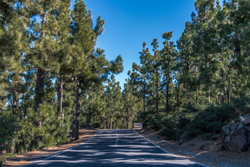 Highway in a mountain pine forest