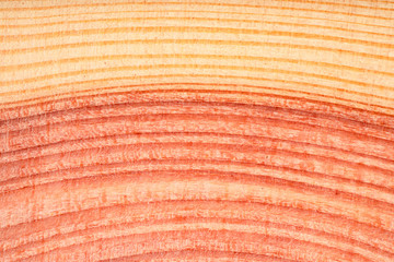 cross section of various patterned trees