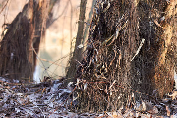 New roots on the willow trunks by the river. Exposed (bare) roots of a willow tree near the bank of the Danube river