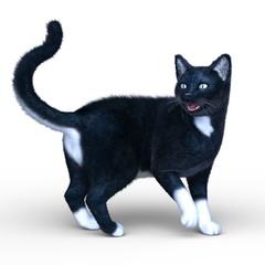 猫