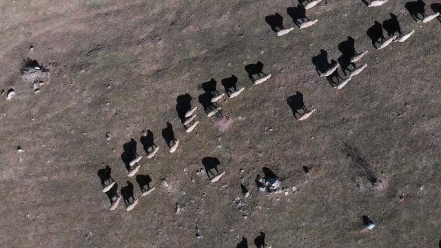 4k Sheep Walking Across Aussie Outback Paddock Birds Eye View