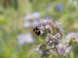 Phacelia tanacetifolia | Phacélie à feuilles de tanaisie aux petites fleurs mellifères attirant bourdons terrestres (Bombus terrestris) et abeilles
