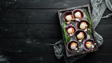 Scallops on ice. Seafood. Top view. On a black background. Free copy space.