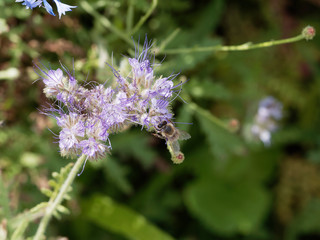Phacelia tanacetifolia | Phacélies à feuilles de tanaisie butinée par une abeille