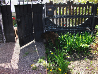 Obraz premium black modern gate and green garden day sunny
