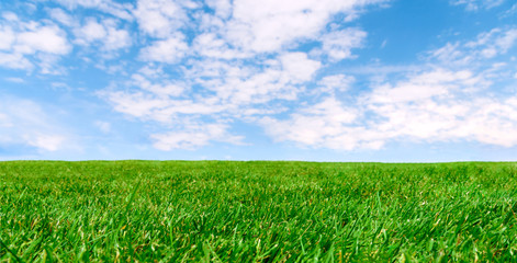Panoramic agricultural landscape - Idyllic farm field with green grass and cloudy blue sky on a sunny day (copy space).