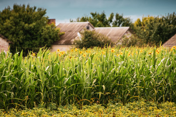 Beautiful landscape of a country farm surrounded by corn