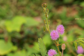 Pink mimosa pudica flowers and buds in morning sunlight. Sensitive plant