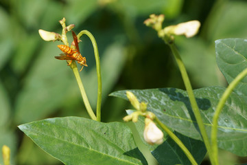 Bee on yardlong bean plant in the field in the morning