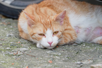 Tired mother cat lying on ground.